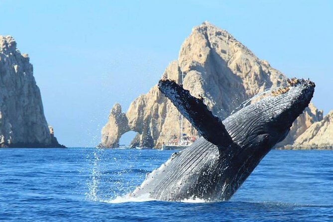 Avistamiento de Ballenas